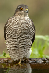 Closeup of adult female Eurasian sparrowhawk at a water point in the first morning lights in a Mediterranean forest in autumn