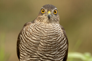 Closeup of adult female Eurasian sparrowhawk at a water point in the first morning lights in a Mediterranean forest in autumn