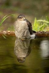 Adult female Eurasian sparrow hawk at a water point within a Mediterranean pine and oak forest at first light on a winter day