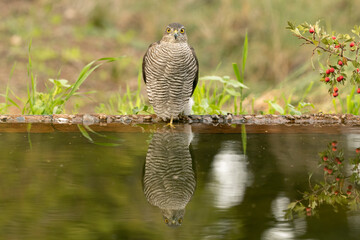 Adult female Eurasian sparrowhawk at first light in a Mediterranean forest drinking and bathing at...