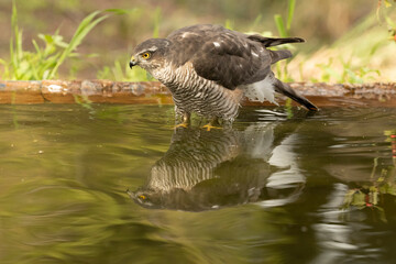 Adult female Eurasian sparrowhawk at first light in a Mediterranean forest drinking and bathing at a water point in autumn