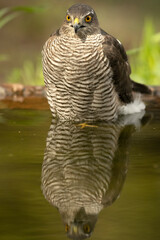Adult female Eurasian sparrowhawk at first light in a Mediterranean forest drinking and bathing at a water point in autumn