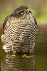 Adult female Eurasian sparrowhawk at first light in a Mediterranean forest drinking and bathing at a water point in autumn