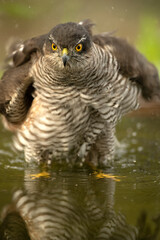 Adult female Eurasian sparrow hawk at a water point within a Mediterranean pine and oak forest at first light on a winter day