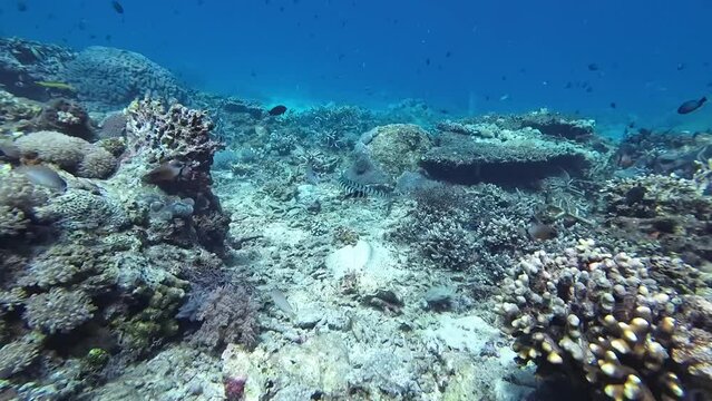 A sea snake swims underwater. A sea snake (Sea Krait) swims above the sandy bottom among corals and tropical fish.