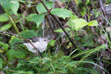 bird on a branch