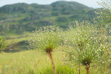 Sempre Viva, flor do cerrado brasileiro. Foto tirada na parte alta da Serra da Canastra, em Minas...