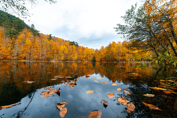 Obraz premium Yellow and orange leaves falling into the clear water of a lake. Autumn leaves falling from tree branches into the lake.