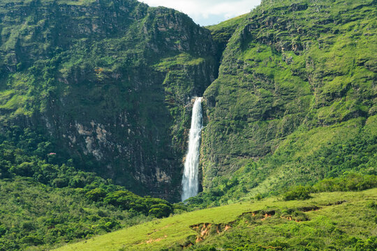 Sempre Viva, flor do cerrado brasileiro. Foto tirada na parte alta da Serra da Canastra, em Minas Gerais