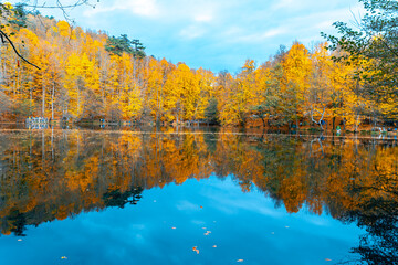 The image of autumn trees reflected in the clear water of the lake. The magnificent harmony of the blue sky and yellowing leaves.