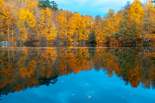 The image of autumn trees reflected in the clear water of the lake. The magnificent harmony of the blue sky and yellowing leaves.