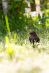 blackbird on the grass