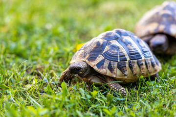 turtle on the grass