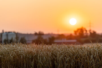 sunset above wheat field with blurred farm yard in background