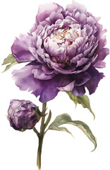 Watercolor pink magenta peony flowers bouquet clipart. Floral arrangement for card, invitation, decoration. Illustration isolated on transparent background. Generative AI.