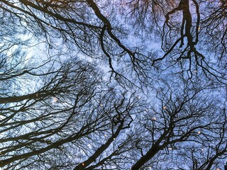 The Hague/ Den Haag, Netherlands - december 18 2016 : Enjoying the view of the pond, reflection of trees