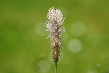 Close-up of a ribwort plantain flower