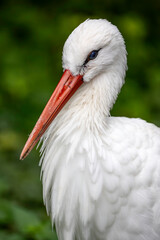 Portrait of a white stork ciconia, sideview eyelevel