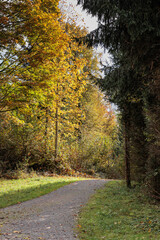 Relaxing walk in the autumnal forest in november