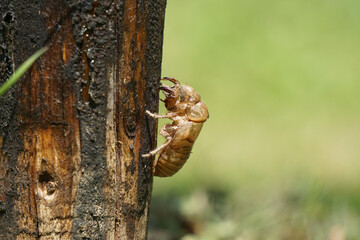 Skin shell of sing cicada  on tree trunk        - obrazy, fototapety, plakaty