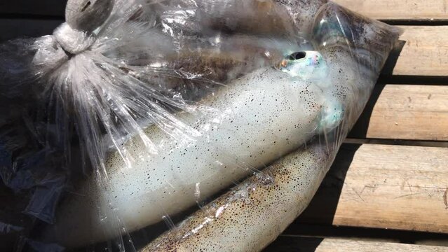Live squids close up in plastic bag
