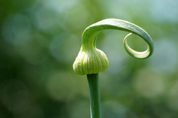  Buds of an onion flower in summer