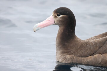 Short-tailed albatross (Diomedea albatrus) in Japan