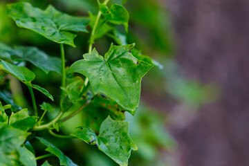 Plant climbing on rock wall, outdoors, nature in growth.