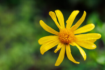 Close up photo, flower in detail, macro view, nature.