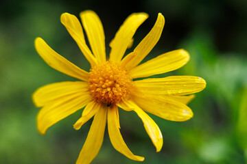 Close up photo, flower in detail, macro view, nature.