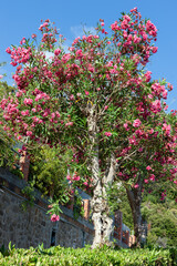 oleander trees on a summer day in La Spezia, Italy.