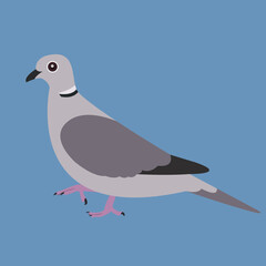Vector illustration of Eurasian Collared Dove in isolated background