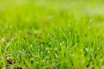 Green grass growing on ground, outdoors, details in green colors.