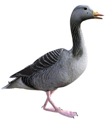 Grey goose standing with it's beak open, 3d illustration.