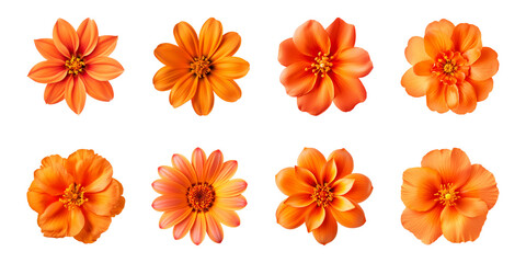 Fototapeta premium Collection of various orange flowers isolated on a transparent background