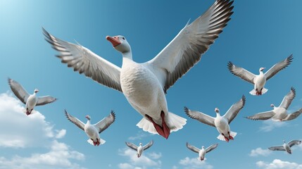 Obraz premium goose in flight