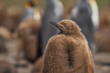 Young King Penguin (Aptenodytes patagonicus) covered in brown fluffy down at Volunteer Point in the Falkland Islands. © JeremyRichards