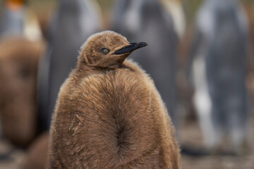 Obraz premium Young King Penguin (Aptenodytes patagonicus) covered in brown fluffy down at Volunteer Point in the Falkland Islands.