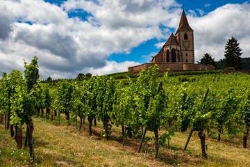 Fototapeta na wymiar Hunawihr, France - Grape vines growing at Alsace vineyard during the summer