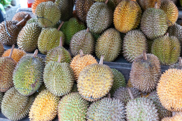 Fototapeta premium Durian is a tropical fruit distinguished by its large size and spiky, hard outer shell. It has a pungent smell, custard-like flesh with large seeds. The durian is the edible fruit of several tree.