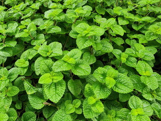 Green leaves of Pilea nummulariifolia or Creeping Charlie,  Pilea nummulariifolia (Sw.) Wedd. A...