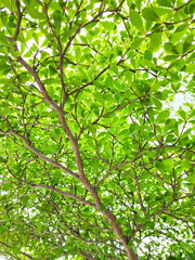 View from under the tree, looking up at the sky, showing small, bright green leaves and branches of the Ivory Coast almond tree. TERMINALIA IVORENSIS CHEV black Afara has small, bright green leaves 
