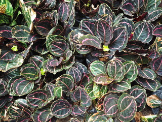 Calathea roseopicta (Linden) Regel medallion 'Surprise Star' has purple-green leaves with a pink center pattern. Peacock Plant or Calathea makoyana, an auspicious plant with beautiful leaves.

