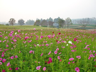 Select focus of cosmos flower field, or Mexican Daisy, Light pink, pink,purple, pinkish white has fragile petals of various colors that bloom in the sunlit garden. Scientific name: Cosmos bipinnatus C
