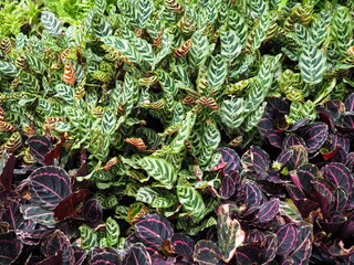 Obraz premium Peacock Plant or Calathea makoyana with light green leaves dark green leaf midribs and Calathea roseopicta (Linden) Regel medallion ‘Surprise Star’ with purplish-green leaves pink leaf midribs. 