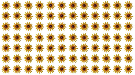 Echinacea 'Parrot' coneflower/ Echinacea 'Funky yellow' flower ring. Cut out. Frame border. Vibrant flower bloom pattern. Round ring. Floral wallpapers and backgrounds. PNG