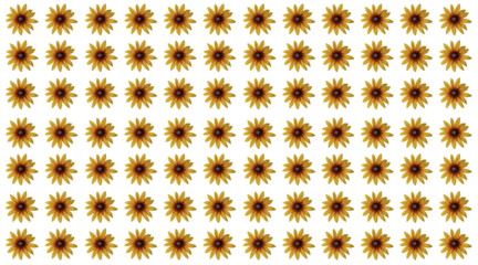 Echinacea 'Parrot' coneflower/ Echinacea 'Funky yellow' flower ring. Cut out. Frame border. Vibrant flower bloom pattern. Round ring. Floral wallpapers and backgrounds. PNG