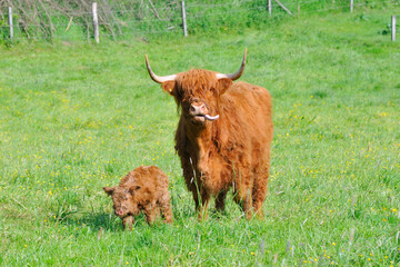 Hochlandrind mit Neugeborenem Kalb