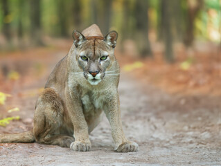 Obraz premium sitting puma against the background of the forest
