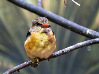 Eisvogel